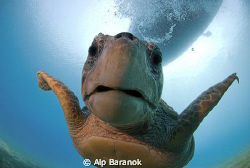 Caretta caretta from Kaş/Turkiye. Taken with Nikon 10,5mm... by Alp Baranok 